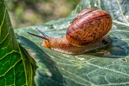 Schnecke / ***