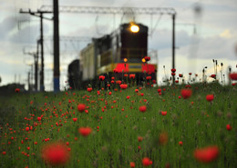 in colors / ***
