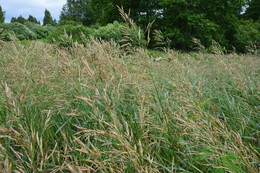July breeze / ***