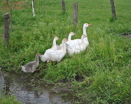 Geese / ***