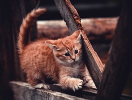  / ***