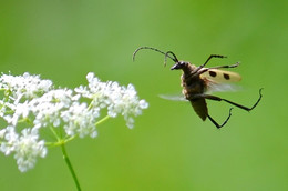 Flight / ***