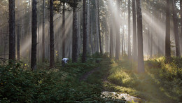 Mushroom fog / ***