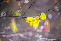 Herbst / NIkon D610 80-200 I-2,8