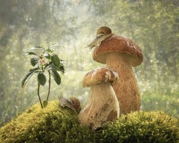  / ***
