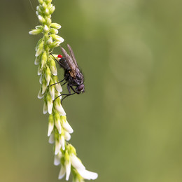 Fly / ***