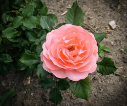 Rose / ***