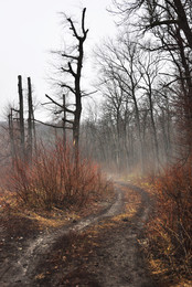 road in the fog / ***