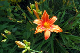 Flowers / ***