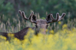 Blick / ***