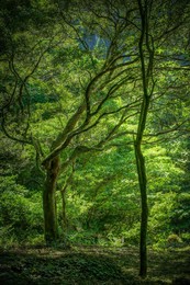  / Kagoshima.Japan