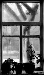 Window / ***
