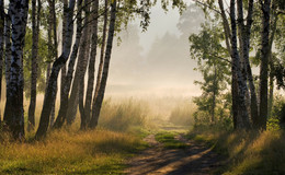 Morgen im Birkenwald / ***