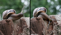 Oh, now I fall ... / ***