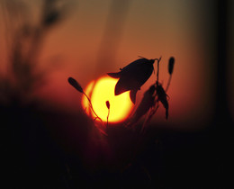 Lamp / ***