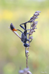 Prionyx nudatus / No Comments.