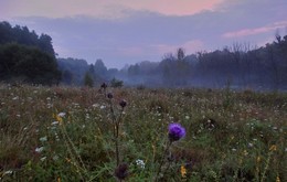 Sommer Kräuter / ***