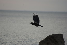 Wing / !&quot;№