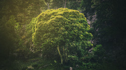 Life. Light & Rain. / Beautiful light whith hard rain high in the mountains