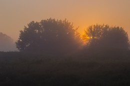 Hedgehog in the Fog / ***