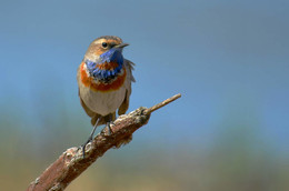 Blaukehlchen / ***