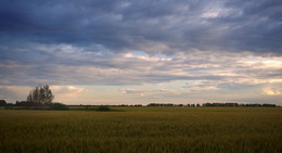 Field / ***