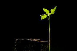 New Life / ***