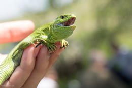 Lizard / www.voffka.com.ua