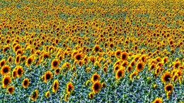 Sunflowers / ***