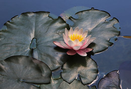 Lily / ***