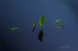 Leaflet / ***
