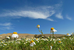 Gänseblümchen / ***