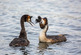 Grebes / ***