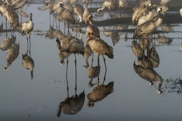 Ich schaue dich an wie ein Spiegel ... / ***