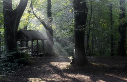 Morgen in den Park / ***