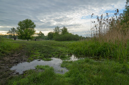 In the morning on a meadow / ***