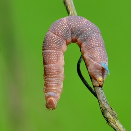 Caterpillar / ***