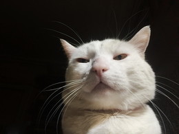  / ***