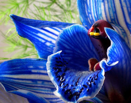 Orchid / ***