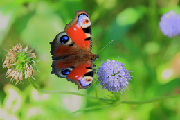 Butterfly / ***