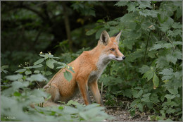 On the lookout / ***