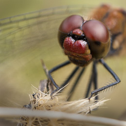Dragonfly / ***
