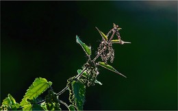 &nbsp; / Im Gegenlicht