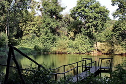 Forest Lake / ...