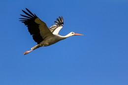 Flug / ***