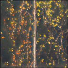 Rays / ***