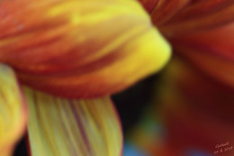  / Ausschnitt von einer Sonnenblume, bewußt unscharf gehalten...
