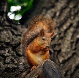 Squirrel / ***
