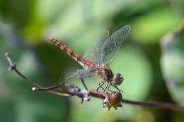 Dragonfly / ***
