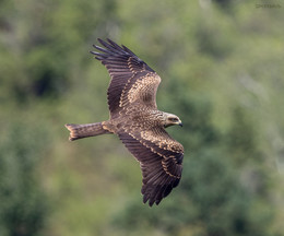 Black Kite / ***